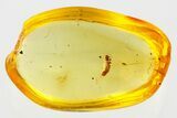 Detailed Fossil Moth (Lepidoptera) Larva in Baltic Amber #367389-1
